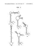 APTAMER TO FGF2 AND USE THEREOF diagram and image