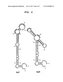 APTAMER TO FGF2 AND USE THEREOF diagram and image