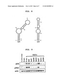 APTAMER TO FGF2 AND USE THEREOF diagram and image