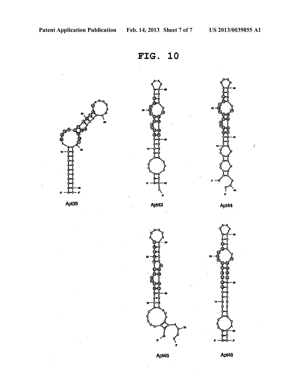 APTAMER TO FGF2 AND USE THEREOF - diagram, schematic, and image 08