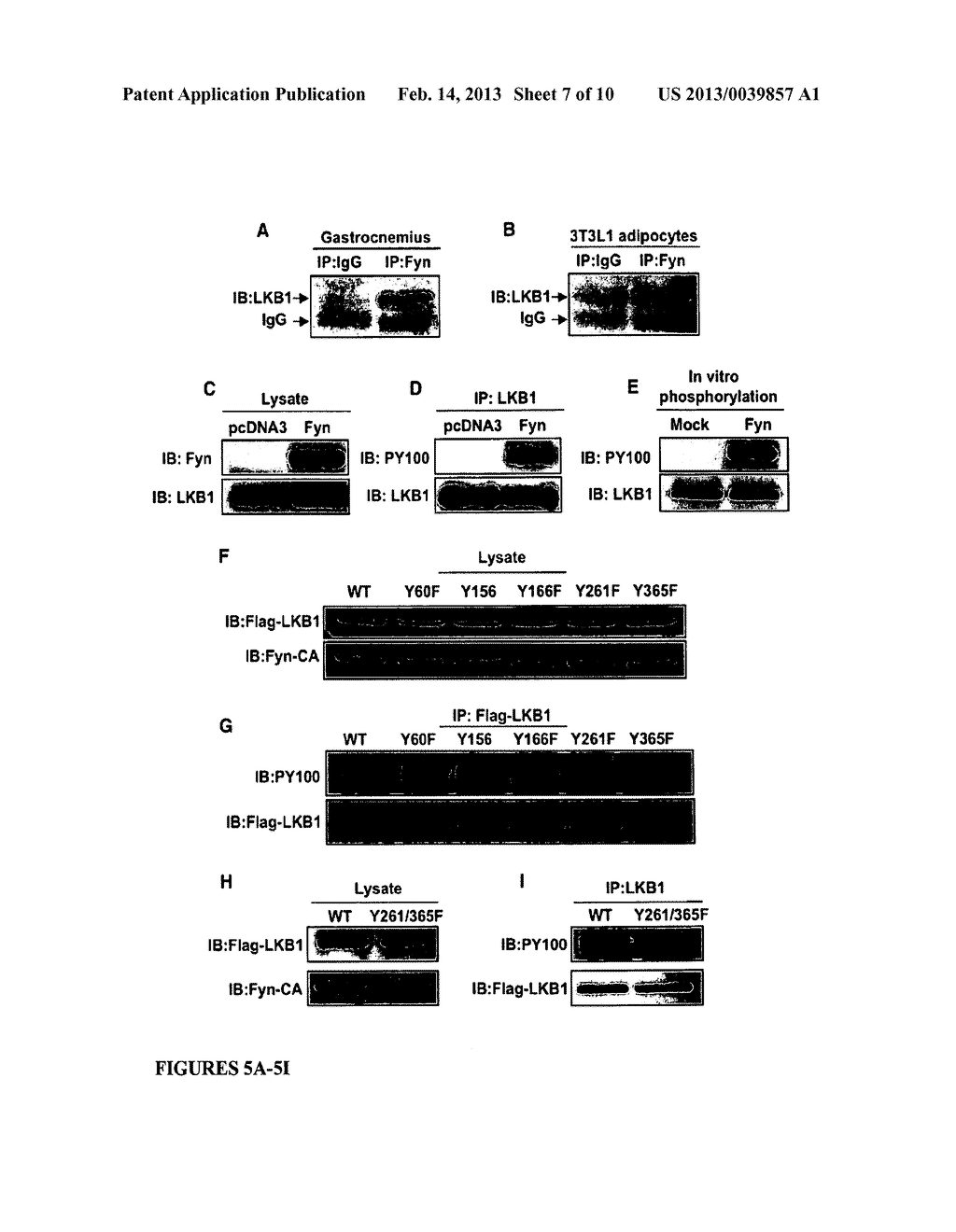 METHODS OF SUPPRESSING CANCER, INCREASING WEIGHT LOSS AND/OR INCREASING     INSULIN SENSITIVITY - diagram, schematic, and image 08