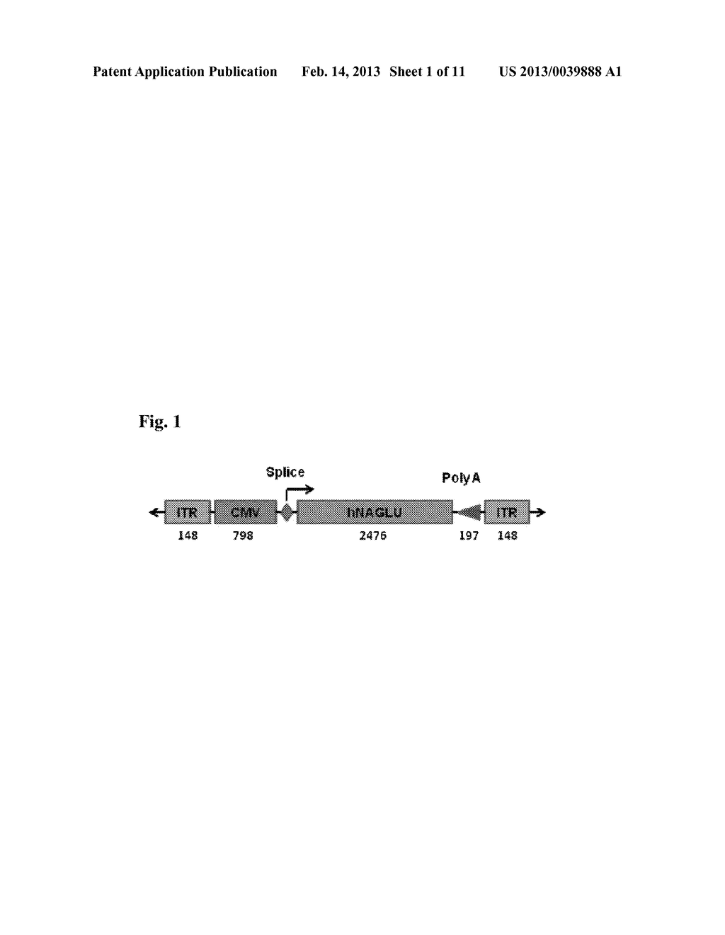 PRODUCTS AND METHODS FOR DELIVERY OF POLYNUCLEOTIDES BY ADENO-ASSOCIATED     VIRUS FOR LYSOSOMAL STORAGE DISORDERS - diagram, schematic, and image 02