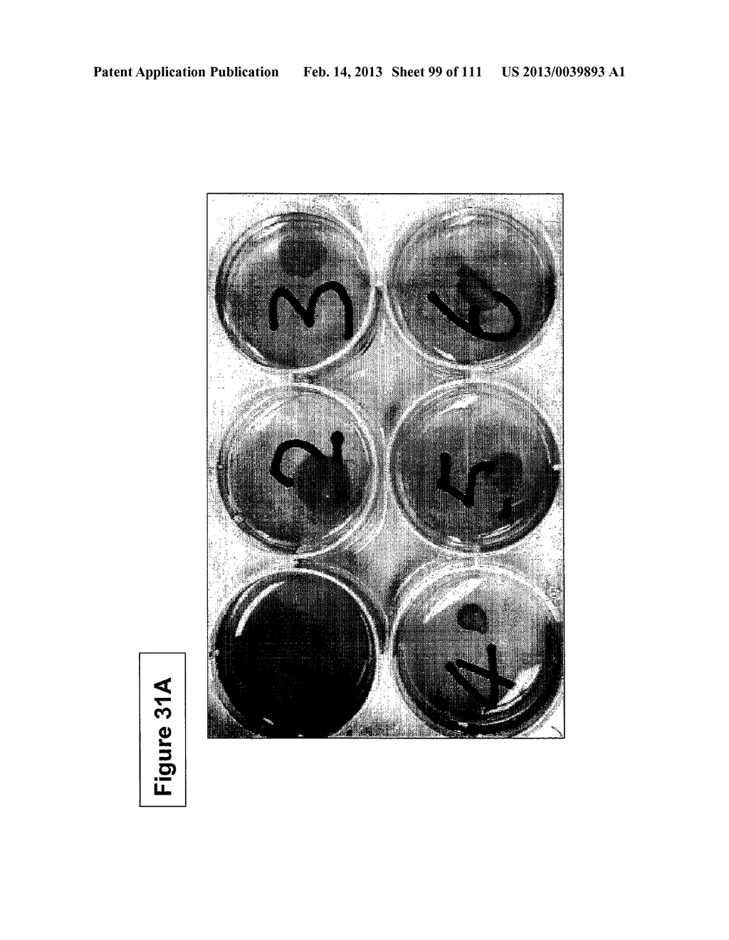 ISOLATION AND CULTIVATION OF STEM/PROGENITOR CELLS FROM THE AMNIOTIC     MEMBRANE OF UMBILICAL CORD AND USES OF CELLS DIFFERENTIATED THEREFROM - diagram, schematic, and image 100