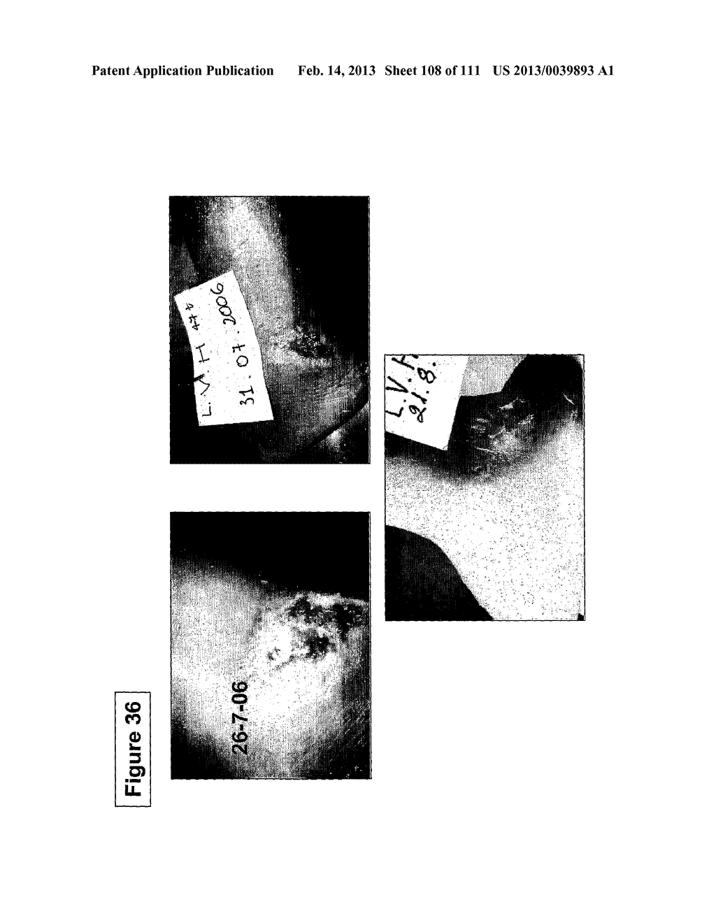 ISOLATION AND CULTIVATION OF STEM/PROGENITOR CELLS FROM THE AMNIOTIC     MEMBRANE OF UMBILICAL CORD AND USES OF CELLS DIFFERENTIATED THEREFROM - diagram, schematic, and image 109