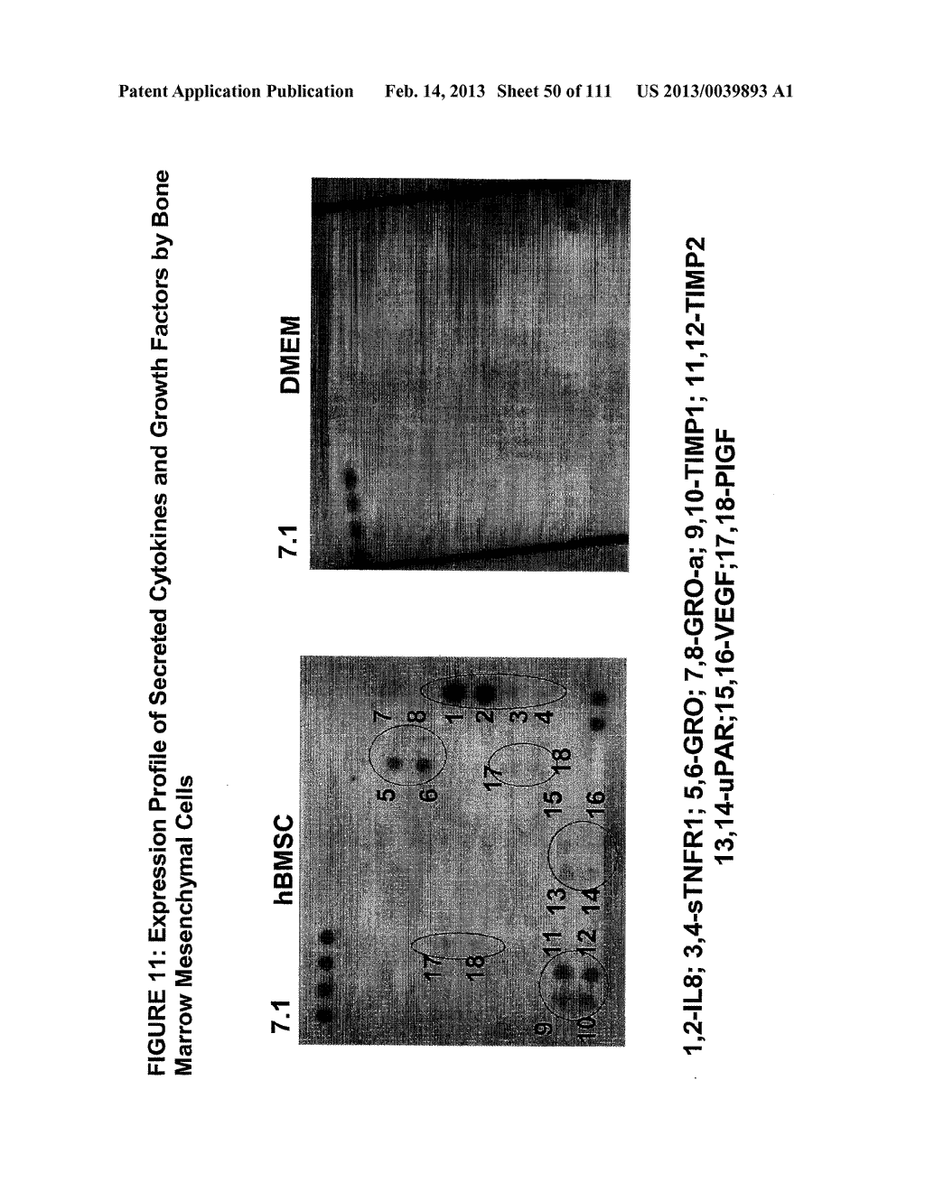 ISOLATION AND CULTIVATION OF STEM/PROGENITOR CELLS FROM THE AMNIOTIC     MEMBRANE OF UMBILICAL CORD AND USES OF CELLS DIFFERENTIATED THEREFROM - diagram, schematic, and image 51