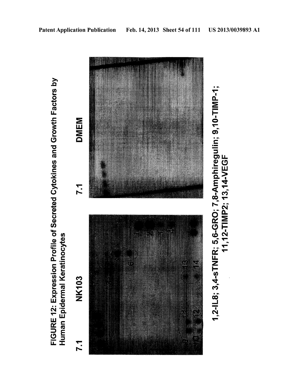 ISOLATION AND CULTIVATION OF STEM/PROGENITOR CELLS FROM THE AMNIOTIC     MEMBRANE OF UMBILICAL CORD AND USES OF CELLS DIFFERENTIATED THEREFROM - diagram, schematic, and image 55