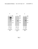 DIAGNOSTIC AND THERAPEUTIC TARGET diagram and image