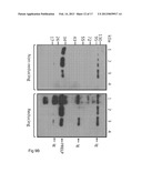 DIAGNOSTIC AND THERAPEUTIC TARGET diagram and image