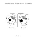 DIAGNOSTIC AND THERAPEUTIC TARGET diagram and image