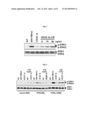 Pharmaceutical Composition Using Connective-tissue Growth Factor diagram and image