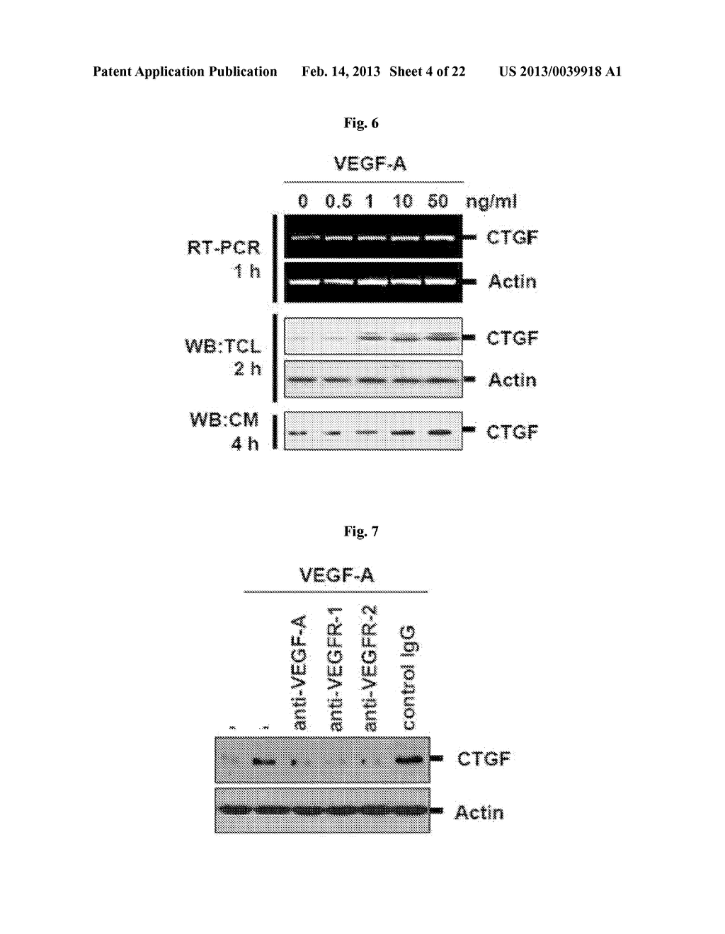 Pharmaceutical Composition Using Connective-tissue Growth Factor - diagram, schematic, and image 05