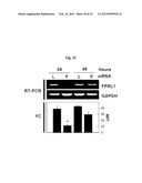 Pharmaceutical Composition Using Connective-tissue Growth Factor diagram and image