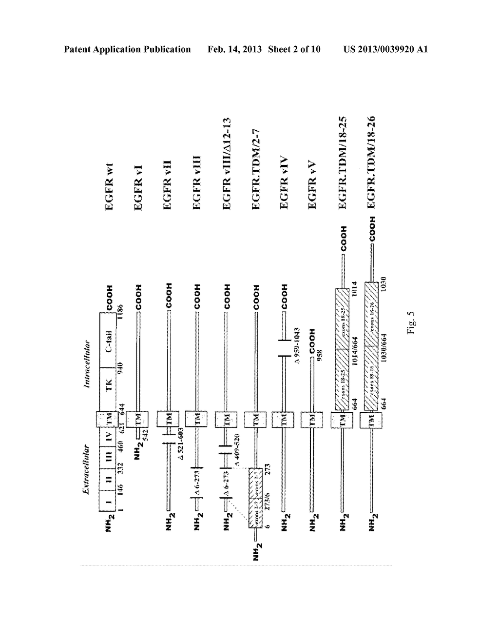 SPECIFIC BINDING PROTEINS AND USES THEREOF - diagram, schematic, and image 03