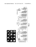 ADULT STEM CELLS/PROGENITOR CELLS AND STEM CELL PROTEINS FOR TREATMENT OF     EYE INJURIES AND DISEASES diagram and image