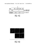 ADULT STEM CELLS/PROGENITOR CELLS AND STEM CELL PROTEINS FOR TREATMENT OF     EYE INJURIES AND DISEASES diagram and image