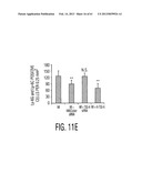 ADULT STEM CELLS/PROGENITOR CELLS AND STEM CELL PROTEINS FOR TREATMENT OF     EYE INJURIES AND DISEASES diagram and image