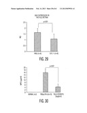 ADULT STEM CELLS/PROGENITOR CELLS AND STEM CELL PROTEINS FOR TREATMENT OF     EYE INJURIES AND DISEASES diagram and image