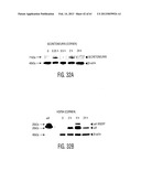 ADULT STEM CELLS/PROGENITOR CELLS AND STEM CELL PROTEINS FOR TREATMENT OF     EYE INJURIES AND DISEASES diagram and image