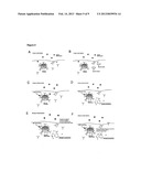 TREATMENT OF IGE-MEDIATED DISEASE diagram and image