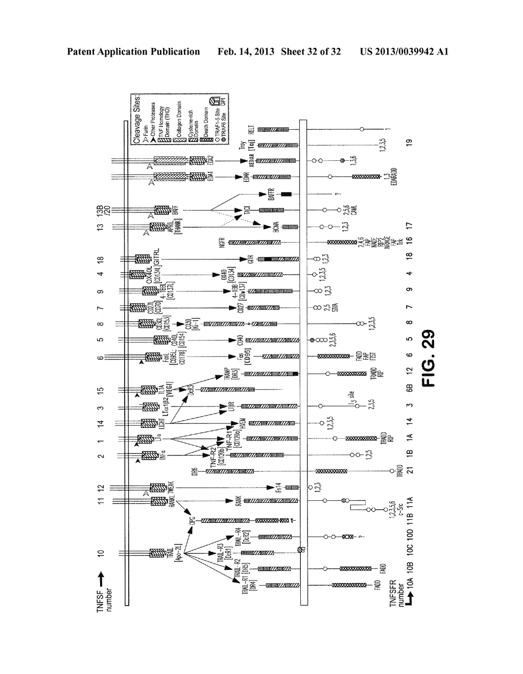 Compositions and Methods for Self-Adjuvanting Vaccines against Microbes     and Tumors - diagram, schematic, and image 33