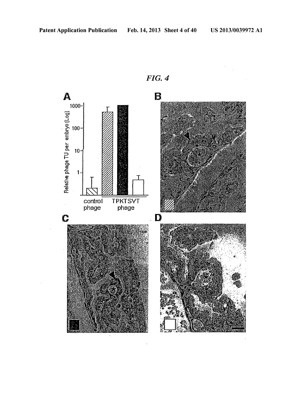 COMPOSITIONS AND METHODS OF USE OF TARGETING PEPTIDES AGAINST PLACENTA AND     ADIPOSE TISSUES - diagram, schematic, and image 05