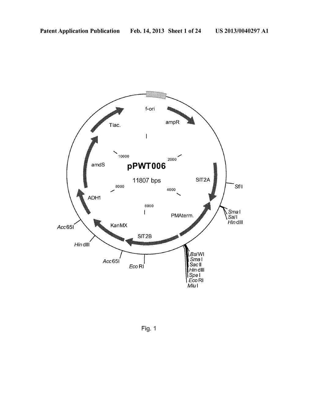 PROCESS FOR THE PRODUCTION OF CELLS WHICH ARE CAPABLE OF CONVERTING     ARABINOSE - diagram, schematic, and image 02