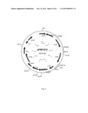 PROCESS FOR THE PRODUCTION OF CELLS WHICH ARE CAPABLE OF CONVERTING     ARABINOSE diagram and image