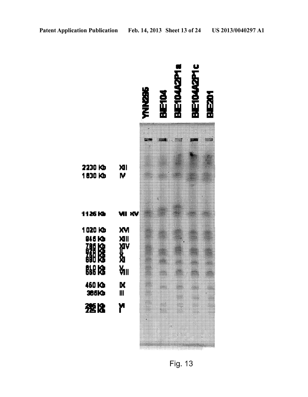 PROCESS FOR THE PRODUCTION OF CELLS WHICH ARE CAPABLE OF CONVERTING     ARABINOSE - diagram, schematic, and image 14