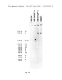 PROCESS FOR THE PRODUCTION OF CELLS WHICH ARE CAPABLE OF CONVERTING     ARABINOSE diagram and image