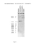 PROCESS FOR THE PRODUCTION OF CELLS WHICH ARE CAPABLE OF CONVERTING     ARABINOSE diagram and image