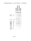 PROCESS FOR THE PRODUCTION OF CELLS WHICH ARE CAPABLE OF CONVERTING     ARABINOSE diagram and image