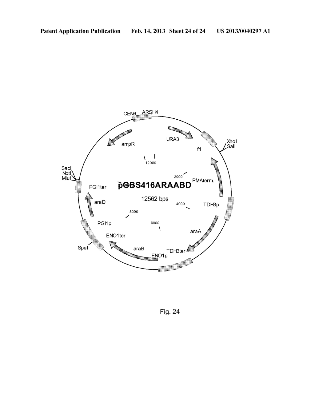 PROCESS FOR THE PRODUCTION OF CELLS WHICH ARE CAPABLE OF CONVERTING     ARABINOSE - diagram, schematic, and image 25