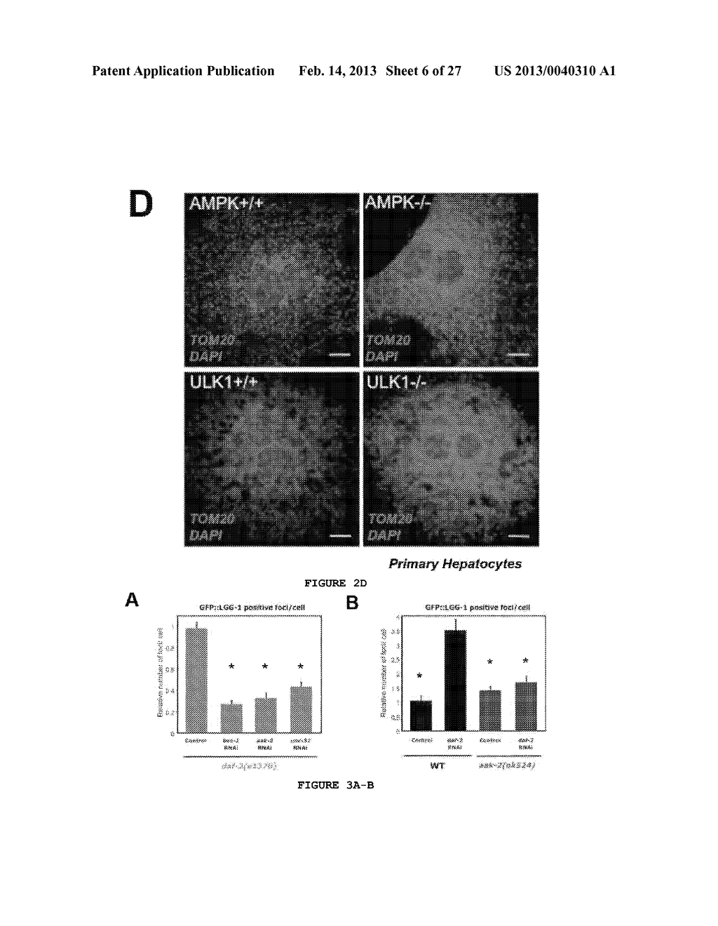 ULK1 COMPOSITIONS, INHIBITORS, SCREENING AND METHODS OF USE - diagram, schematic, and image 07