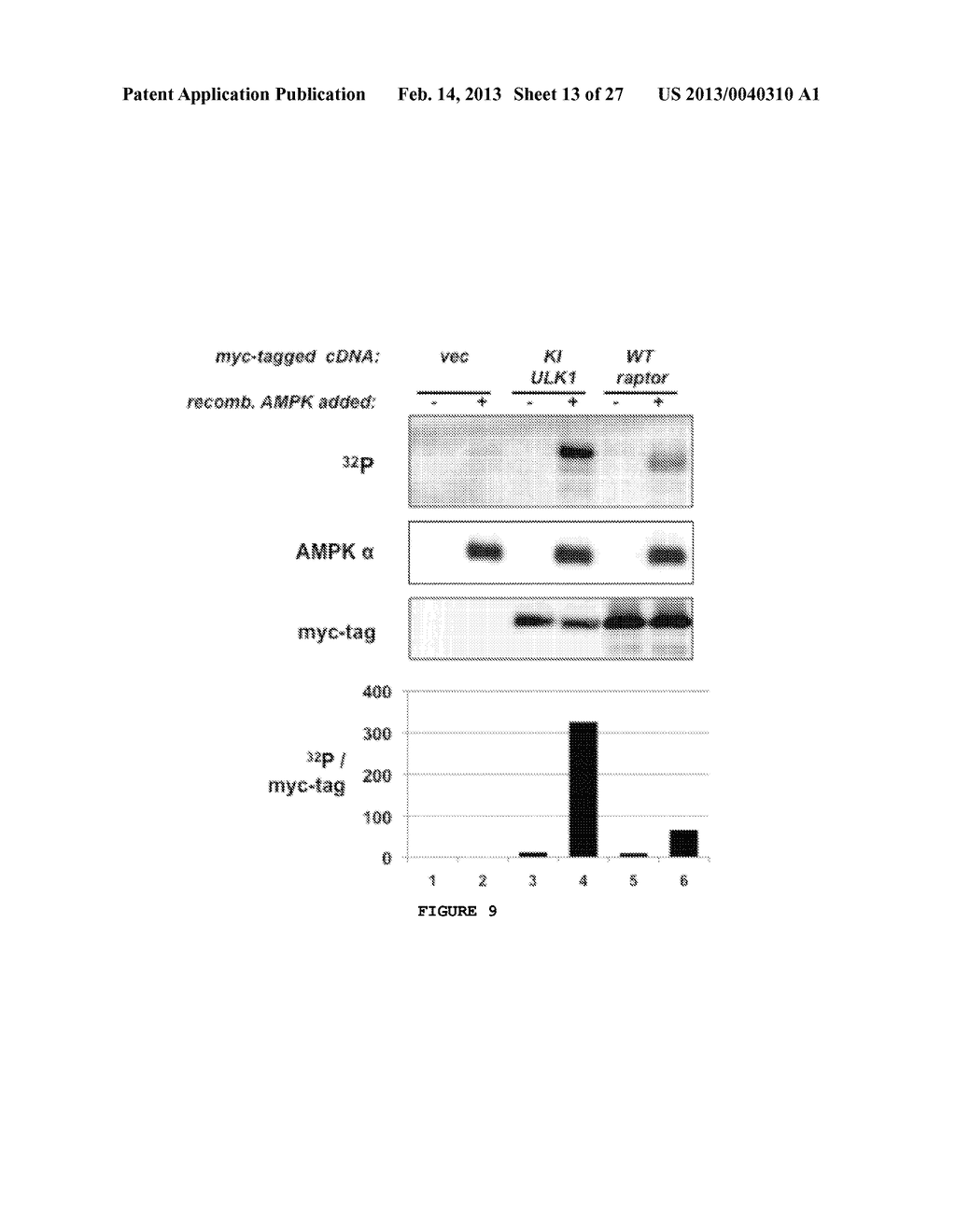 ULK1 COMPOSITIONS, INHIBITORS, SCREENING AND METHODS OF USE - diagram, schematic, and image 14