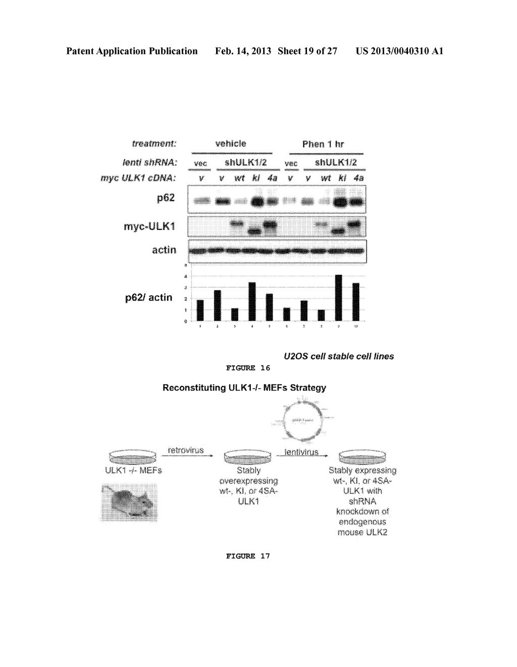 ULK1 COMPOSITIONS, INHIBITORS, SCREENING AND METHODS OF USE - diagram, schematic, and image 20