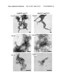 DETECTION OF INFECTIOUS PRION PROTEIN BY SEEDED CONVERSION OF RECOMBINANT     PRION PROTEIN diagram and image