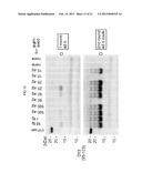 DETECTION OF INFECTIOUS PRION PROTEIN BY SEEDED CONVERSION OF RECOMBINANT     PRION PROTEIN diagram and image