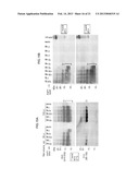 DETECTION OF INFECTIOUS PRION PROTEIN BY SEEDED CONVERSION OF RECOMBINANT     PRION PROTEIN diagram and image