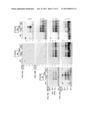 DETECTION OF INFECTIOUS PRION PROTEIN BY SEEDED CONVERSION OF RECOMBINANT     PRION PROTEIN diagram and image