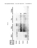 DETECTION OF INFECTIOUS PRION PROTEIN BY SEEDED CONVERSION OF RECOMBINANT     PRION PROTEIN diagram and image