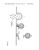 IMMUNO-BASED BOTULINUM TOXIN SEROTYPE A ACTIVITY ASSAYS diagram and image