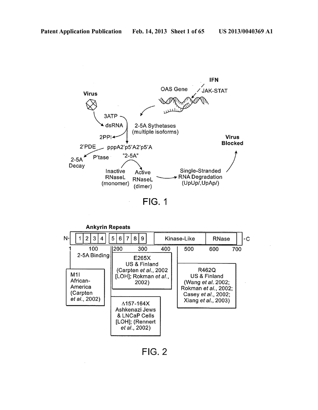 Gammaretrovirus Associated With Cancer - diagram, schematic, and image 02