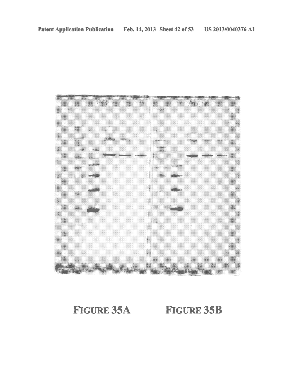 APPARATUS FOR AND METHOD OF PROCESSING BIOLOGICAL SAMPLES - diagram, schematic, and image 43