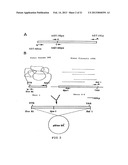 METHOD FOR MANUFACTURING GLYCOPROTEINS HAVING HUMAN-TYPE GLYCOSYLATION diagram and image