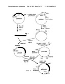 METHOD FOR MANUFACTURING GLYCOPROTEINS HAVING HUMAN-TYPE GLYCOSYLATION diagram and image