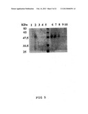 METHOD FOR MANUFACTURING GLYCOPROTEINS HAVING HUMAN-TYPE GLYCOSYLATION diagram and image