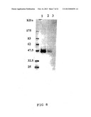 METHOD FOR MANUFACTURING GLYCOPROTEINS HAVING HUMAN-TYPE GLYCOSYLATION diagram and image