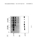 METHOD FOR MANUFACTURING GLYCOPROTEINS HAVING HUMAN-TYPE GLYCOSYLATION diagram and image