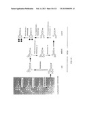 METHOD FOR MANUFACTURING GLYCOPROTEINS HAVING HUMAN-TYPE GLYCOSYLATION diagram and image