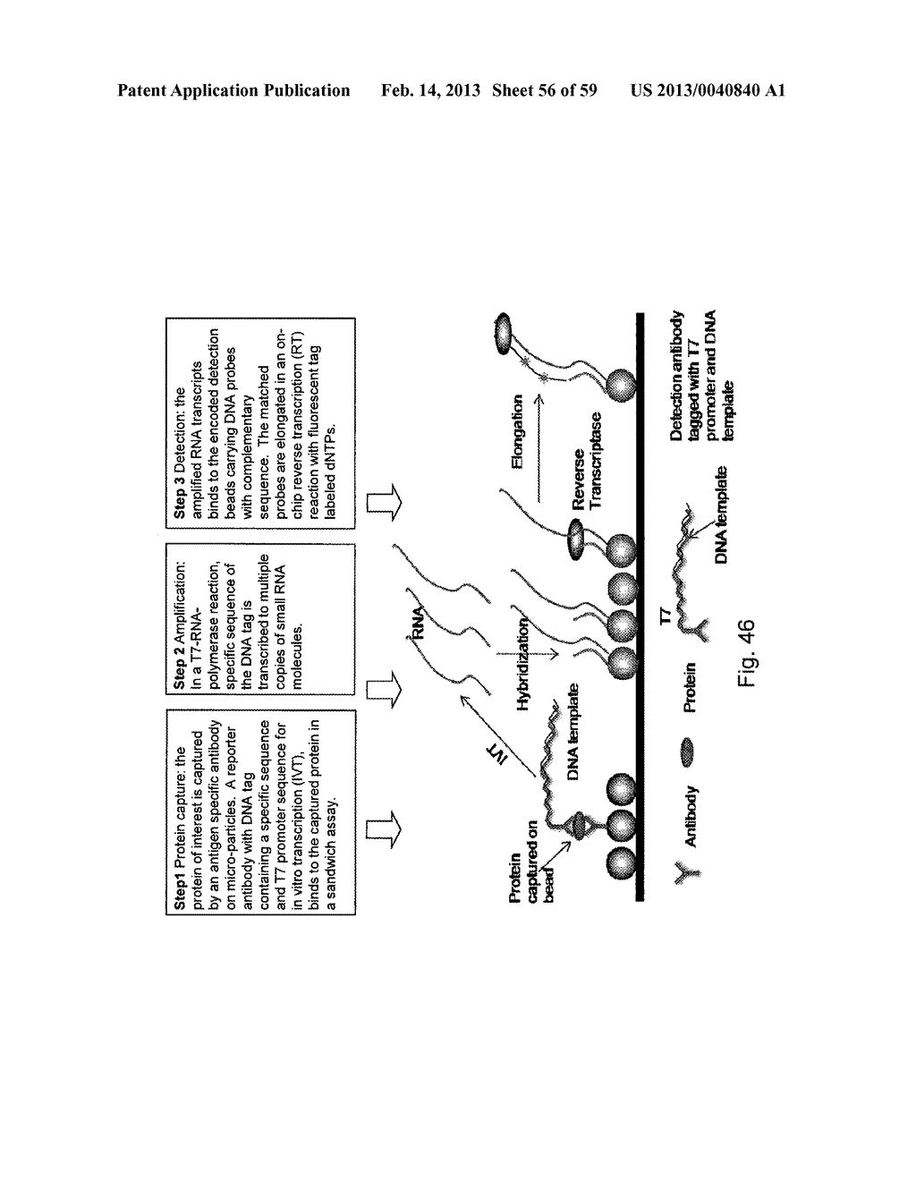 NUCLEIC ACID AMPLIFICATION WITH INTEGRATED MULTIPLEX DETECTION - diagram, schematic, and image 57